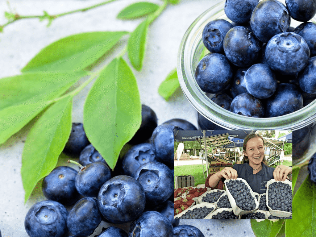 blaubeeren rückruf
