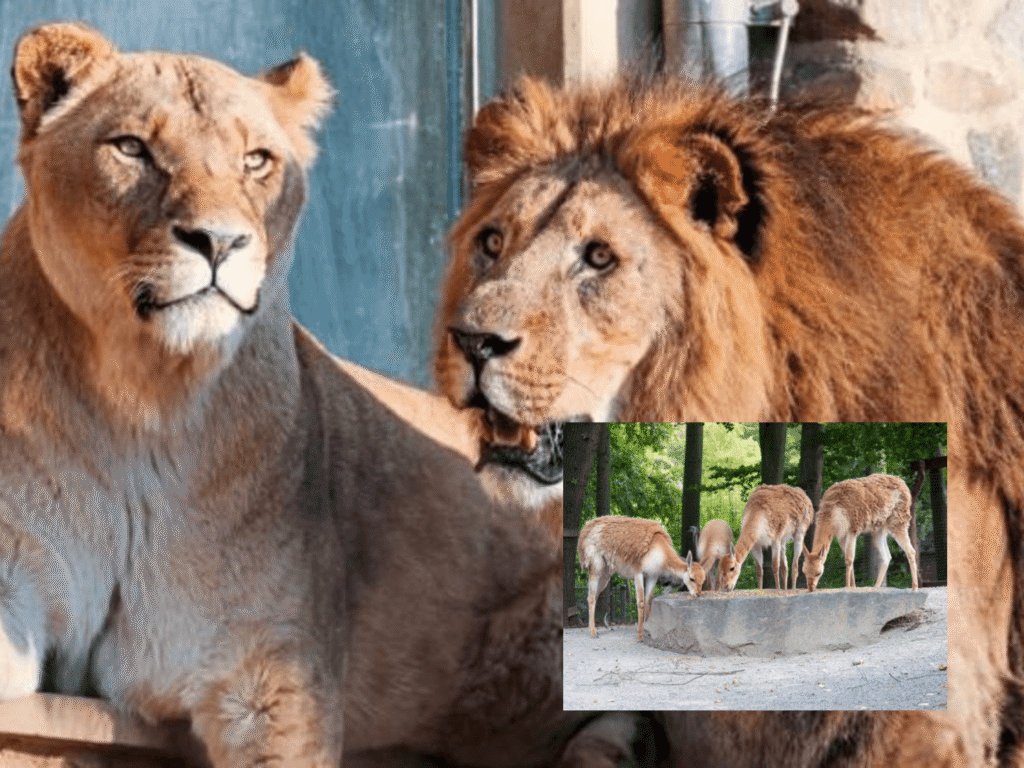 Jahreskartenrabatt für den Zoo Osnabrück – Alles was Sie wissen müssen! zoo osnabrück jahreskarte rabatt