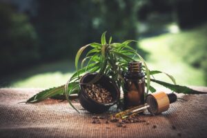 Cannabissamen kultivieren: Tipps für eine erfolgreiche Ernte