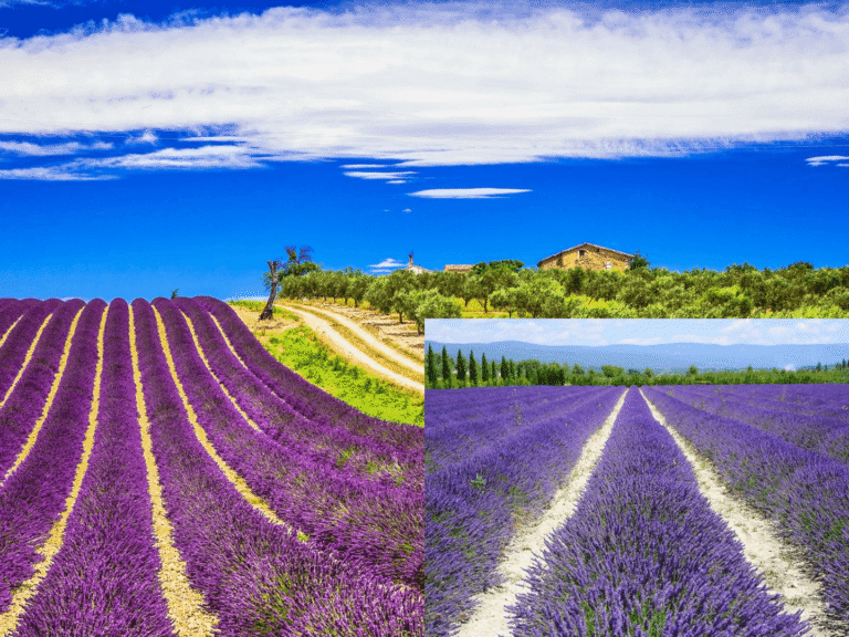 Lavendelblüte in der Provence: Leitfaden zur Blütezeit 2025 und den schönsten Feldern! lavendelblüte provence