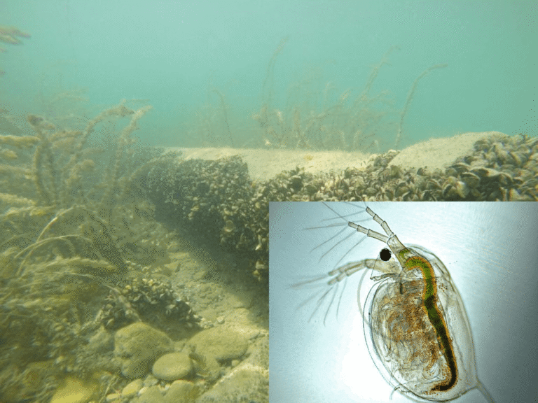 wasserfloh rätsel