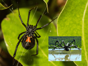 größte ekligste spinne der welt