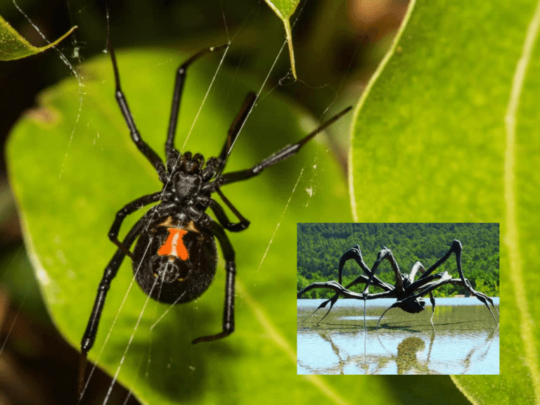 größte ekligste spinne der welt